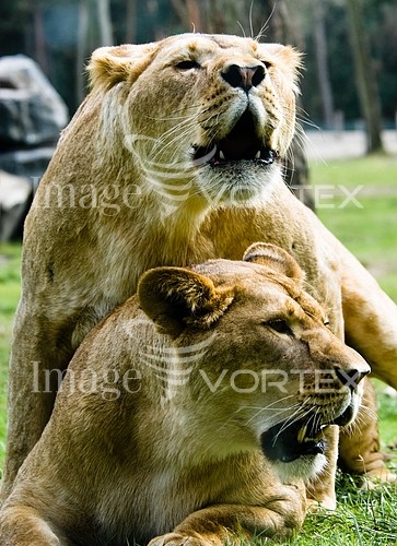 Animal / wildlife royalty free stock image #212219126