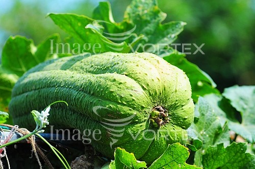 Industry / agriculture royalty free stock image #212468757
