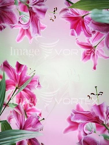 Flower royalty free stock image #214150215
