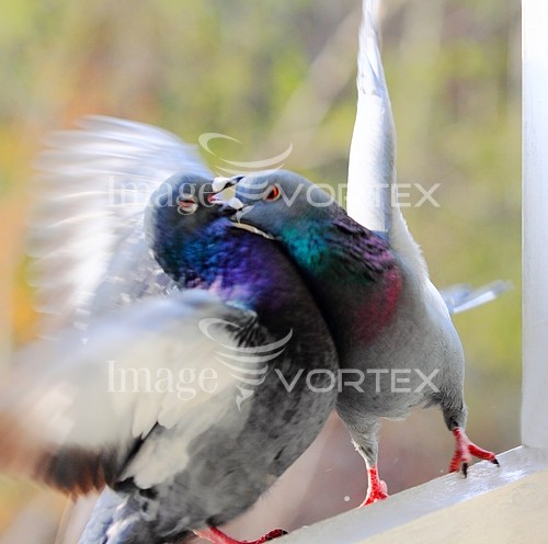 Bird royalty free stock image #215177900