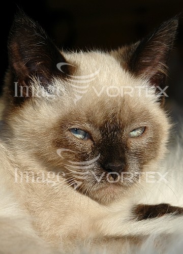 Pet / cat / dog royalty free stock image #215612402
