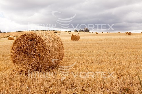 Industry / agriculture royalty free stock image #215716204