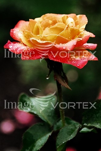 Flower royalty free stock image #215330615