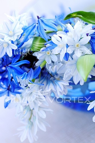 Flower royalty free stock image #216844974