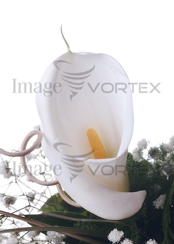 Flower royalty free stock image #217553944