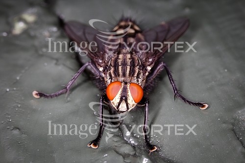 Insect / spider royalty free stock image #217698405