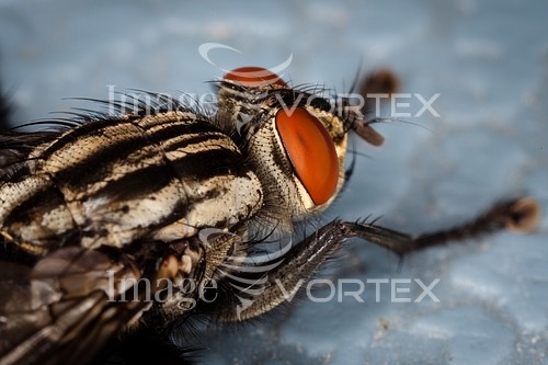 Insect / spider royalty free stock image #217701044