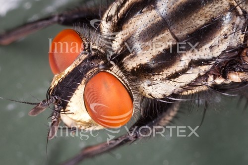 Insect / spider royalty free stock image #217715229