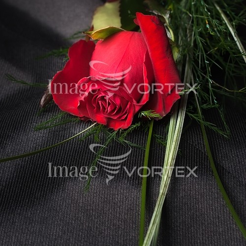 Flower royalty free stock image #217595851