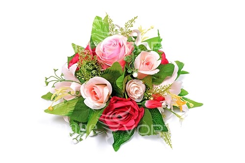 Flower royalty free stock image #217063097