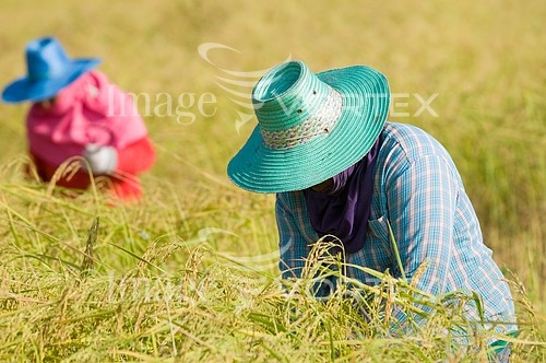 Industry / agriculture royalty free stock image #218276886