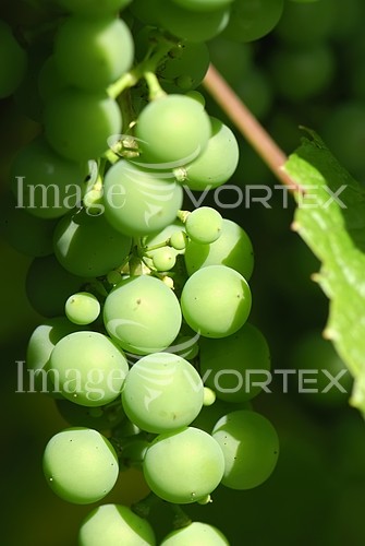 Food / drink royalty free stock image #219883635