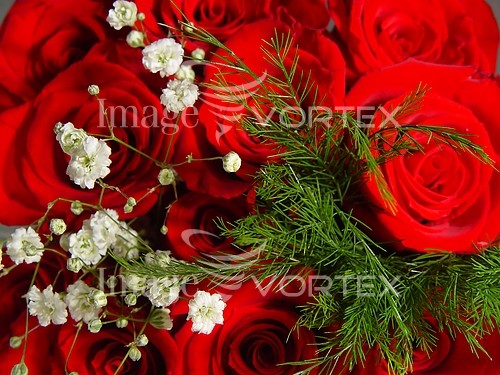 Flower royalty free stock image #219042024