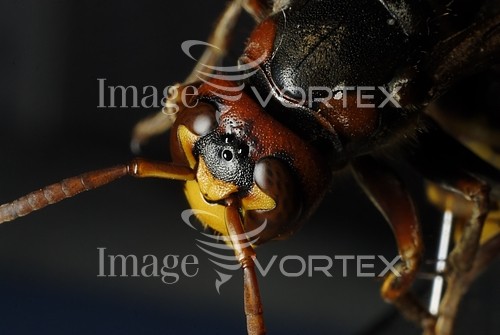 Insect / spider royalty free stock image #219736947