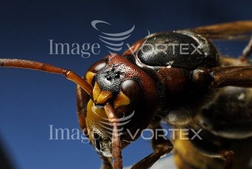 Insect / spider royalty free stock image #219755888
