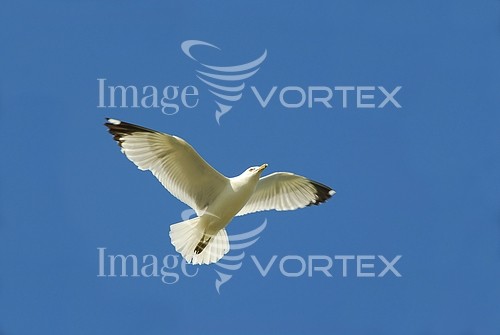 Bird royalty free stock image #222837080