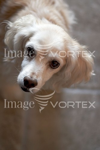 Pet / cat / dog royalty free stock image #223476771