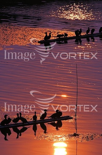 Sunset / sunrise royalty free stock image #224237028