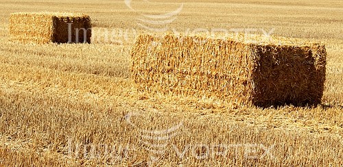 Industry / agriculture royalty free stock image #225622583