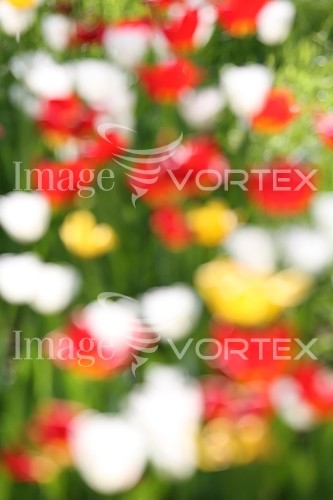 Flower royalty free stock image #225393751