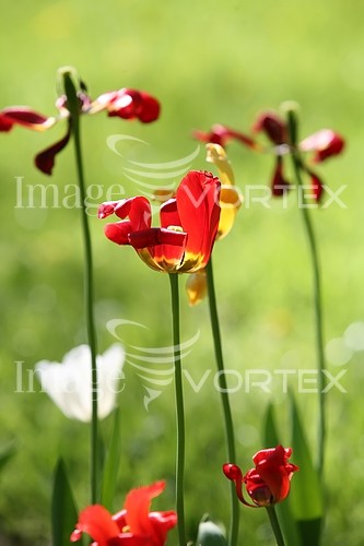 Flower royalty free stock image #225409489
