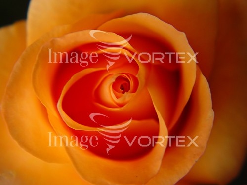 Flower royalty free stock image #225406912