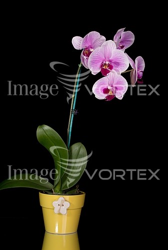Flower royalty free stock image #228595869