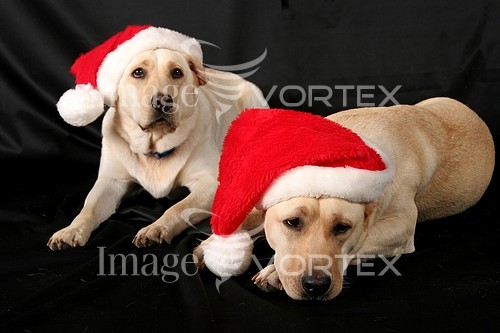 Christmas / new year royalty free stock image #229846354