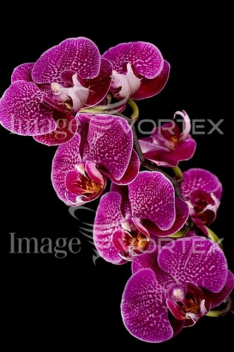 Flower royalty free stock image #229550310