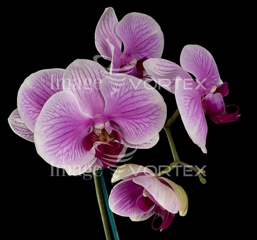 Flower royalty free stock image #229565814