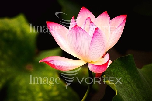 Flower royalty free stock image #230094252