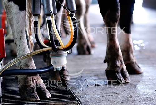Industry / agriculture royalty free stock image #231110880