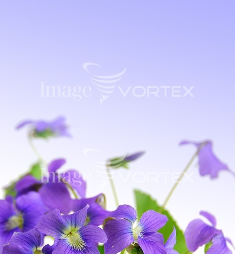 Flower royalty free stock image #232467305