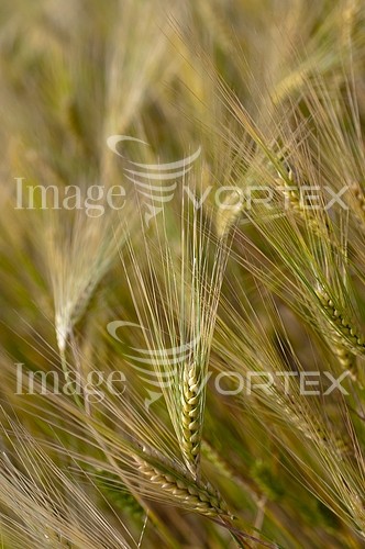 Industry / agriculture royalty free stock image #234904062