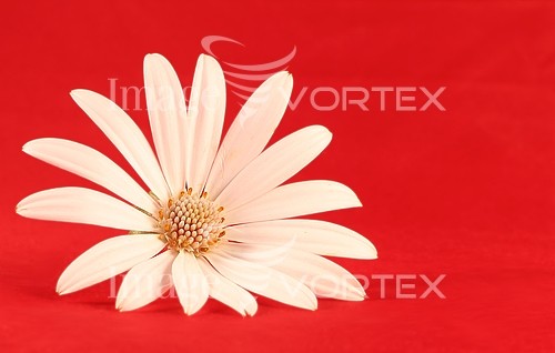 Flower royalty free stock image #235060267