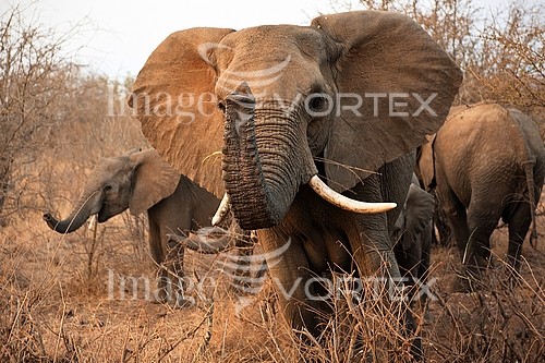 Animal / wildlife royalty free stock image #235273481