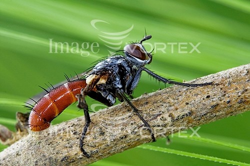 Insect / spider royalty free stock image #235517050