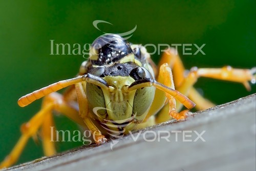 Insect / spider royalty free stock image #235485068