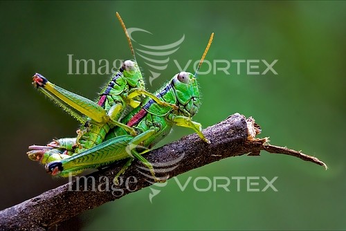 Insect / spider royalty free stock image #235502587
