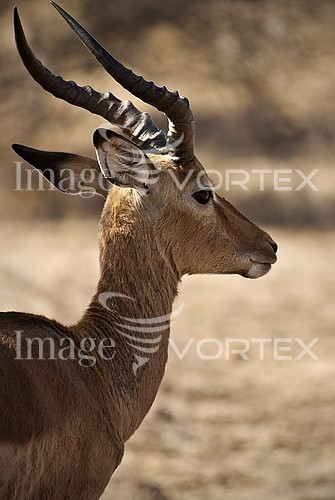 Animal / wildlife royalty free stock image #235308663