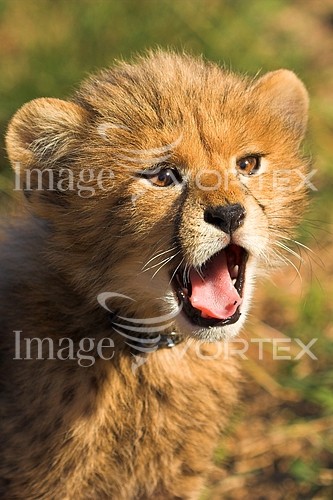 Animal / wildlife royalty free stock image #237200418