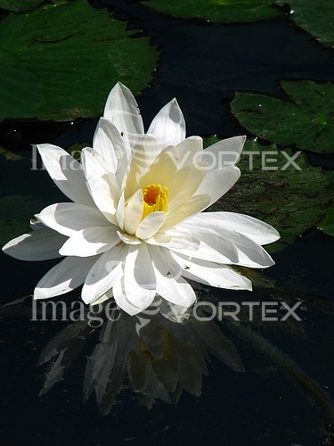 Flower royalty free stock image #237793561