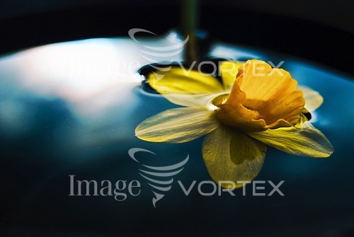 Flower royalty free stock image #238327358