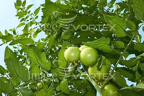 Industry / agriculture royalty free stock image #238940305