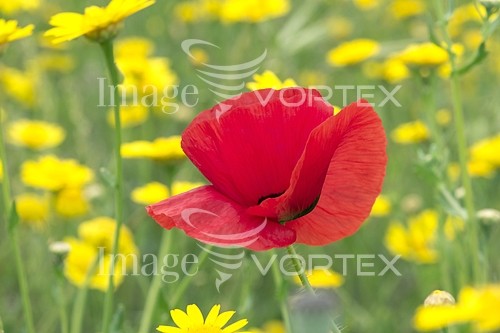 Flower royalty free stock image #238722298