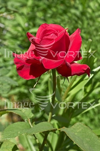 Flower royalty free stock image #238287179