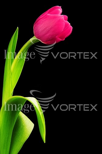 Flower royalty free stock image #238282689