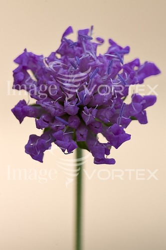 Flower royalty free stock image #240488466