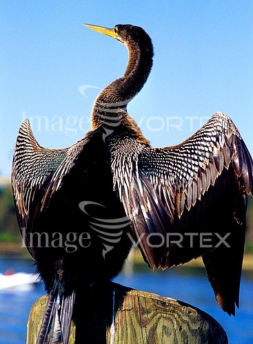 Bird royalty free stock image #242954389