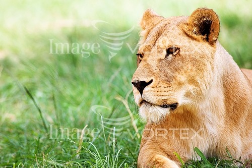 Animal / wildlife royalty free stock image #242197360